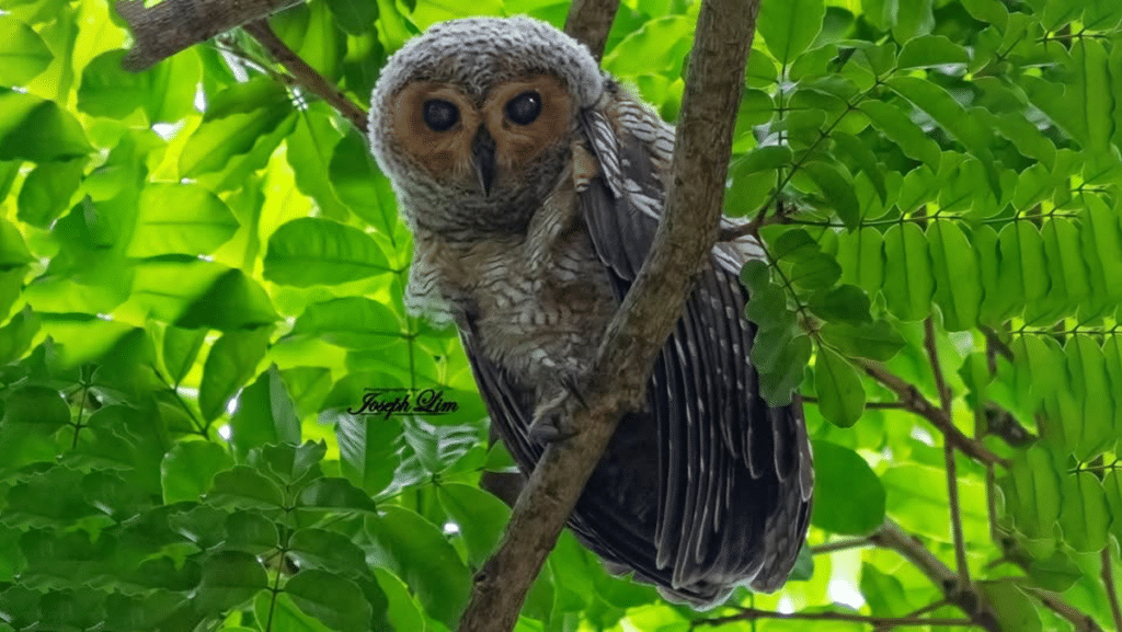 spotted wood owls