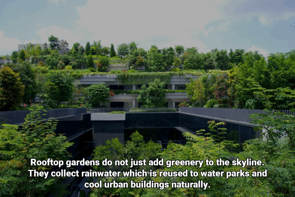 Curated visual reference: Sustainable Luxury Living With Rooftop Rainwater Harvesting Reference: Rainwater Harvesting And Rooftop Gardens Singapore S Green Urban Future